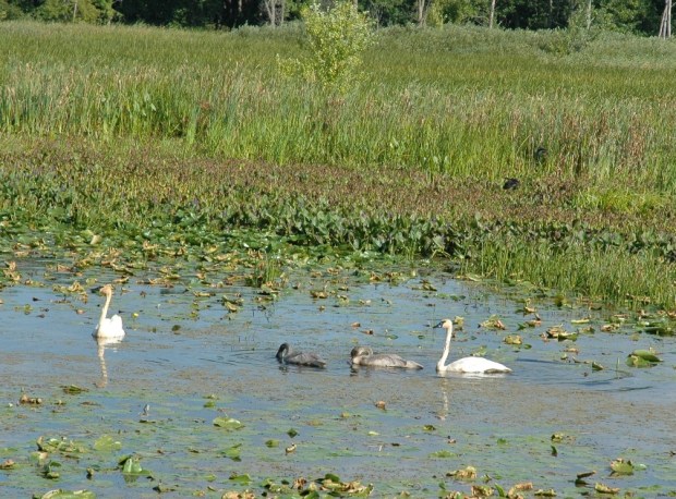 Trumpeter Swans