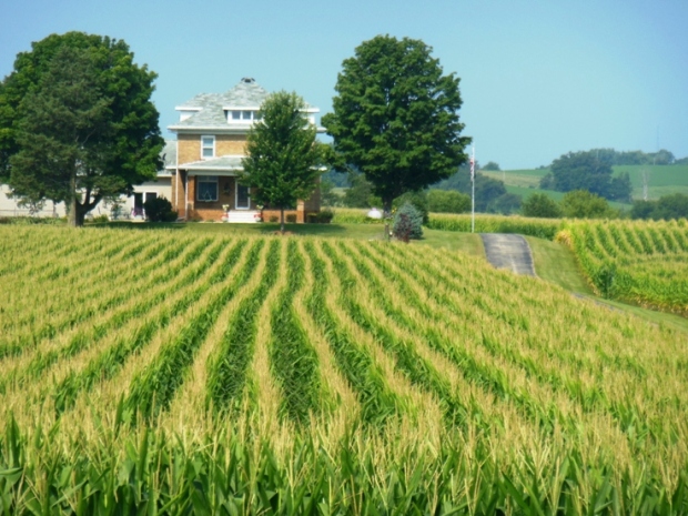 Fragrant fields of corn