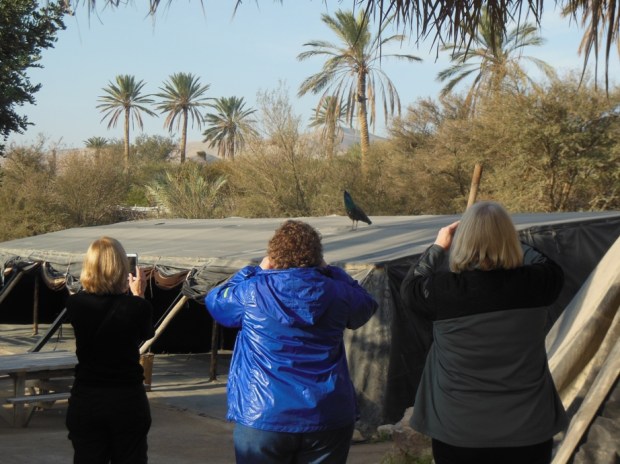 Peacock showing off for the ladies