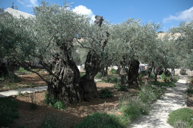 Garden of Gethsemane