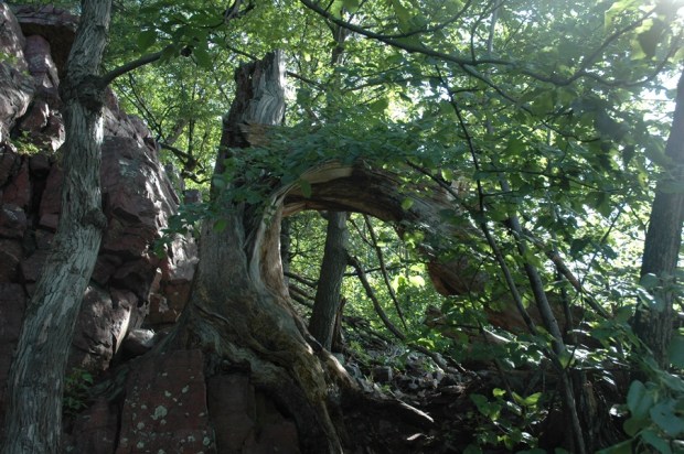 Tree struck by lightning.