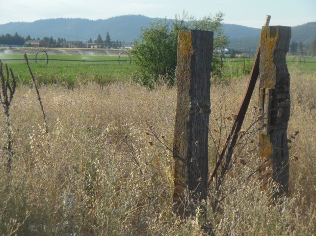 Dry field, wet field