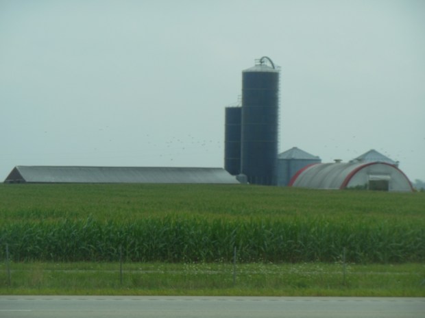 Illinois corn