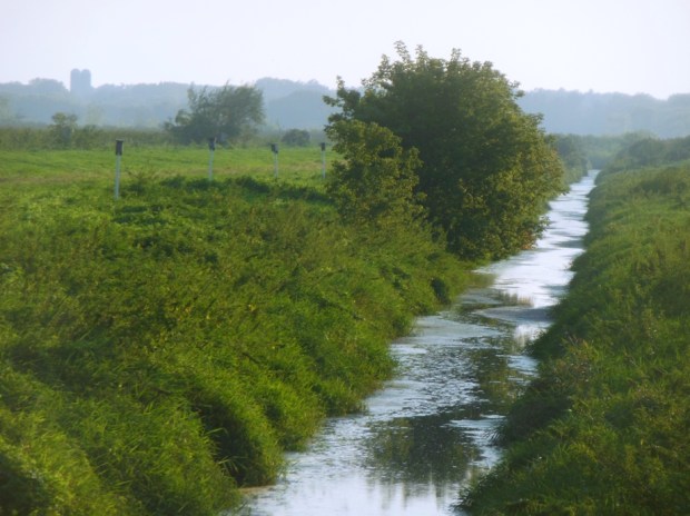 Not much shade in the London Swamp muck farm 