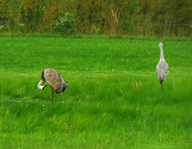 A pair of Sandhill cranes, morning grooming.