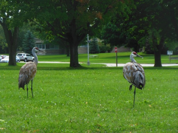 Saw another pair of cranes at Governor Nelson park, then this third pair at the Central Wisconsin Center.