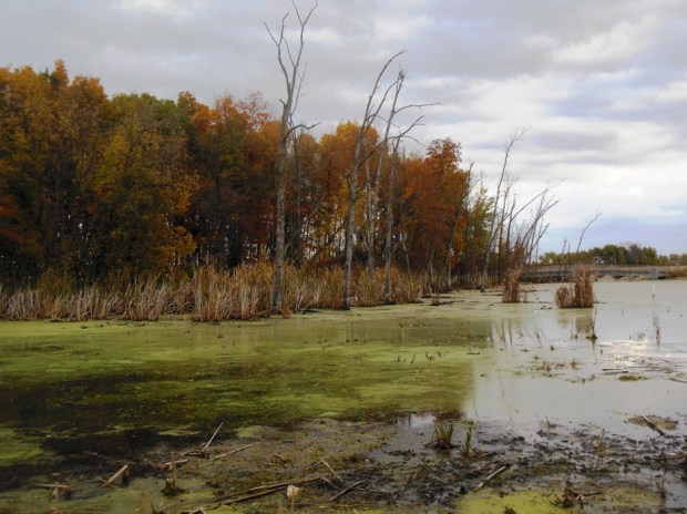 Fall foliage in peak condition