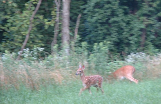 deer were feeding alongside the road.