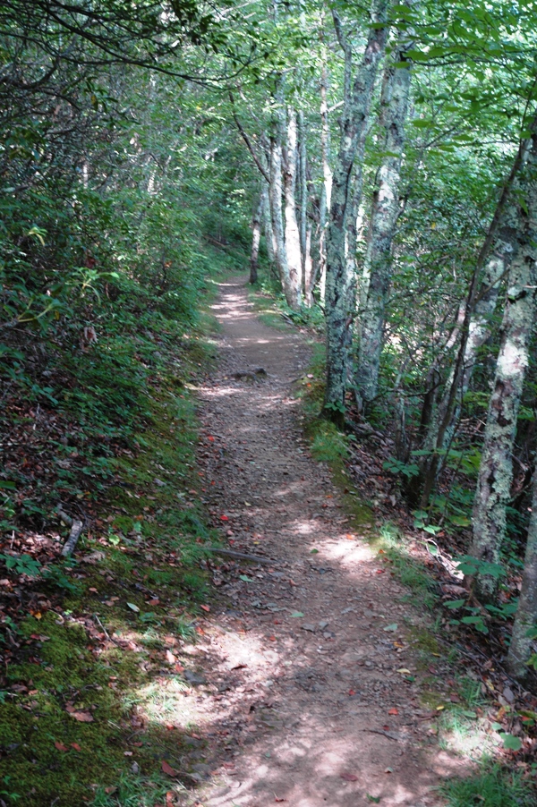 a wooded trail.