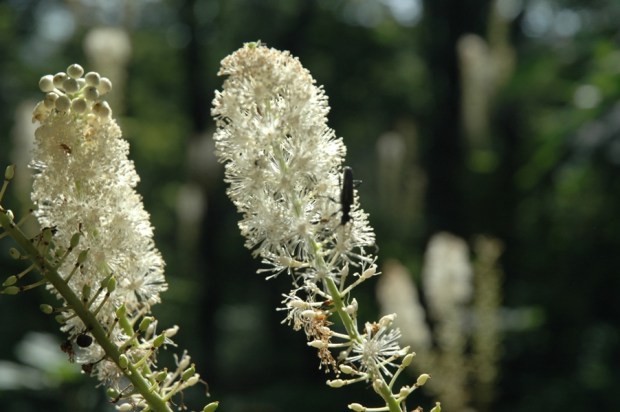  beautiful mountain flowers. 