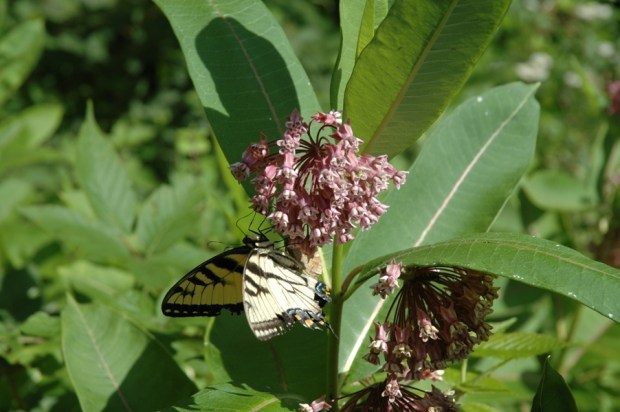 beautiful butterflies. 