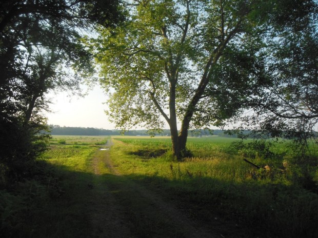an Ohio buckeye tree.