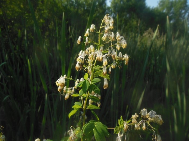 Trailside flowers were resplendent in the early morning sunshine.