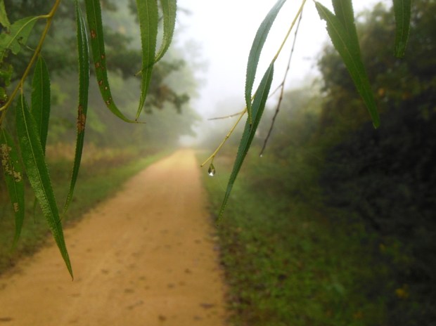 The moisture in the air collected on droplets everywhere,