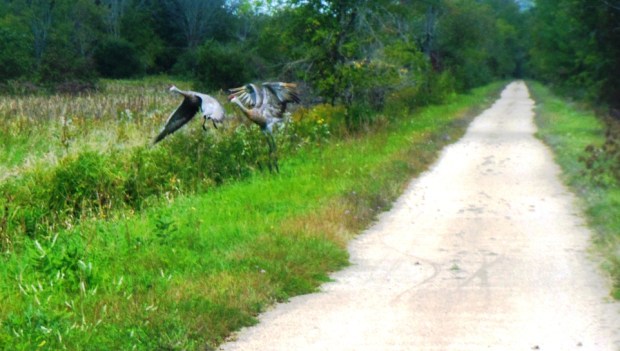 two sandhill cranes.