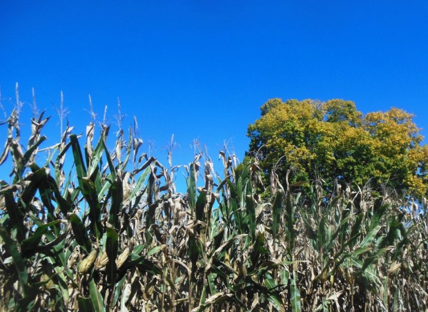 Fall colors sneaking into the late summer.