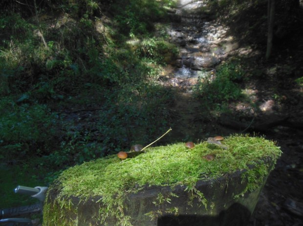 a small ecosystem on top of a post in front of a burbling waterfall.