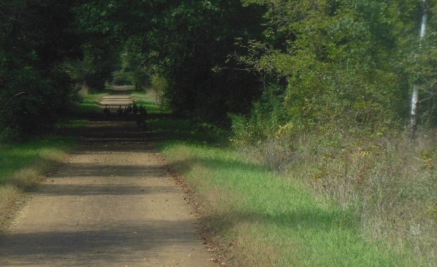 A dozen turkeys on the trail, blocking the way to Sparta.