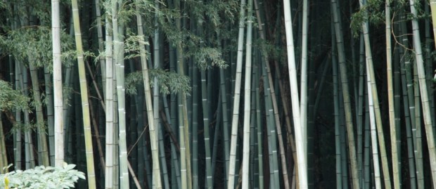 To the bamboo forest.