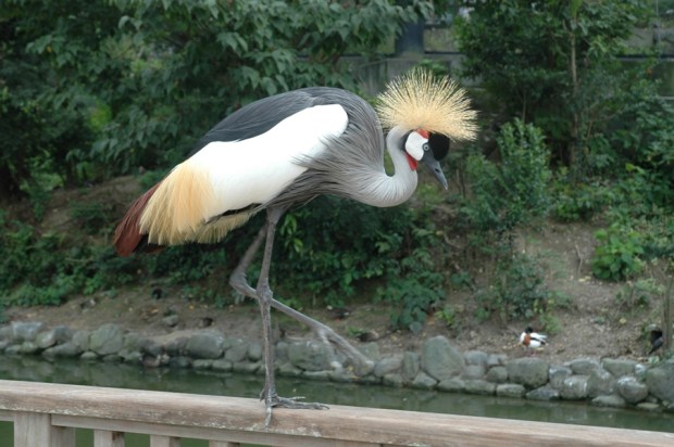 a grey crowned crane.