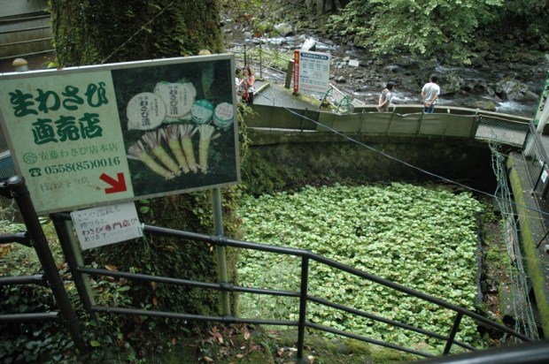 Wasabi mustard grows here. 