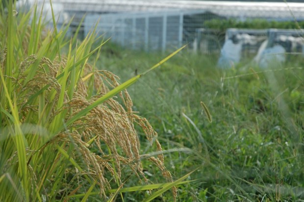 The rice fields appeared ready for harvest.