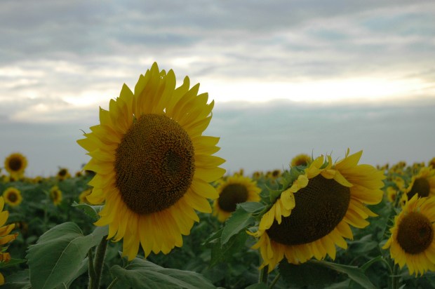the Polk Farm Conservancy's annual explosion of sunflowers. 