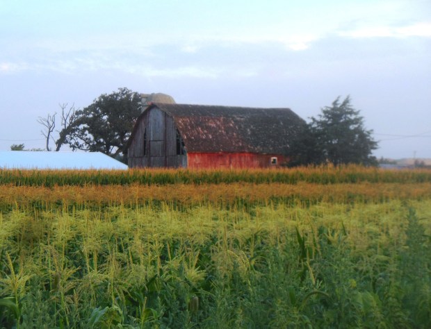 An old barn along the Badger trail, south of Madison.