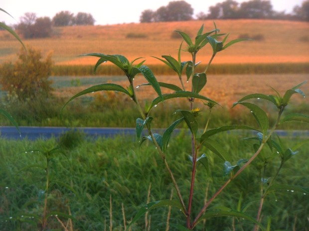 Dew drops along the Badger Trail.