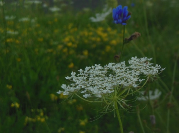 Queen Anne's lace (white), Birdsfoot Trefoil (yellow, in the background), and Chicory (blue).