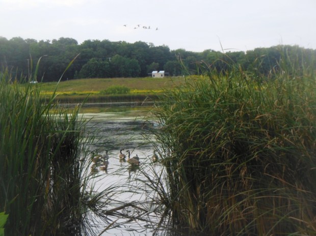 The ducks and geese of Dunn's Marsh