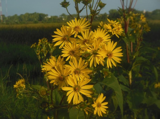 Colorful flowers also brighten an early morning ride along the Capital City Trail. 