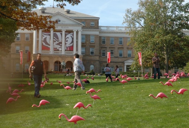 Flamingos on Bascom Hill