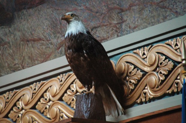 A close-up of Old Abe, the Civil War eagle,