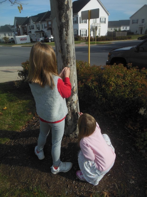 And then we stripped the bark off of a sycamore tree. 