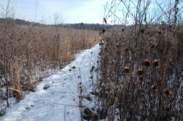 ...and other prairie vegetation. 