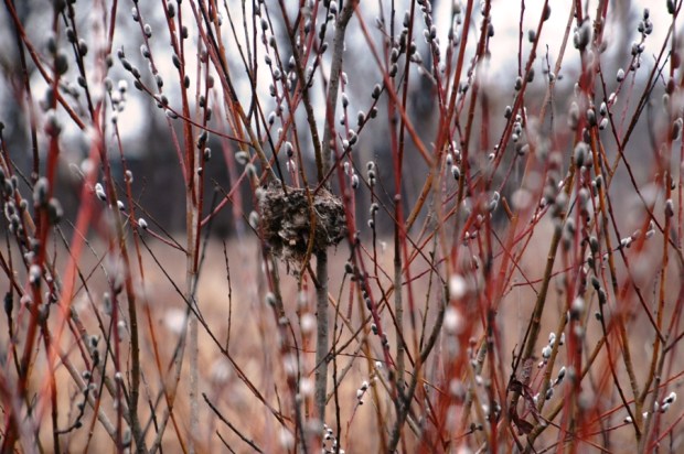  the pussy willows look good. 