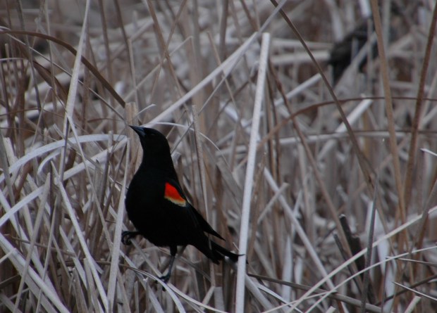 Another blackbird