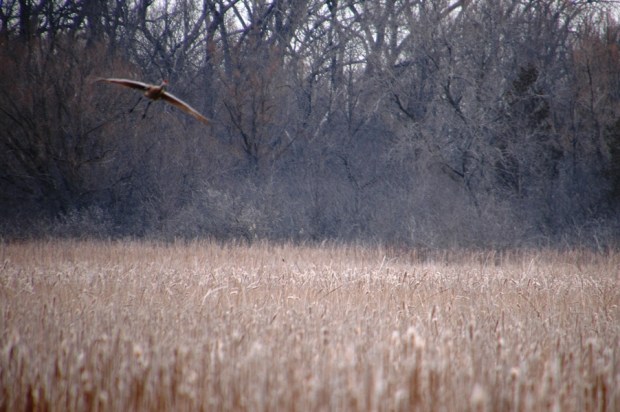 sandhill cranes float in for a landing. 