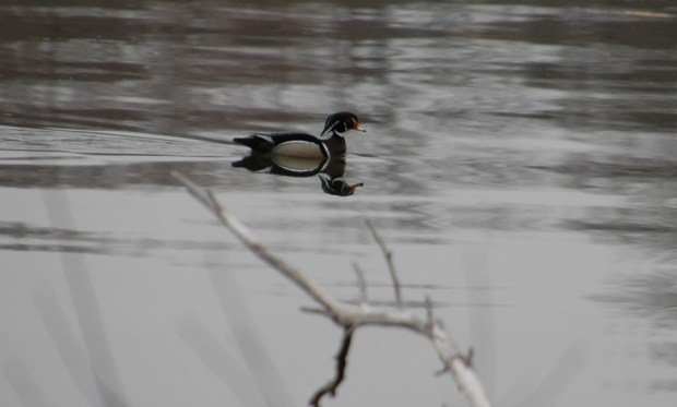 a wood duck. 