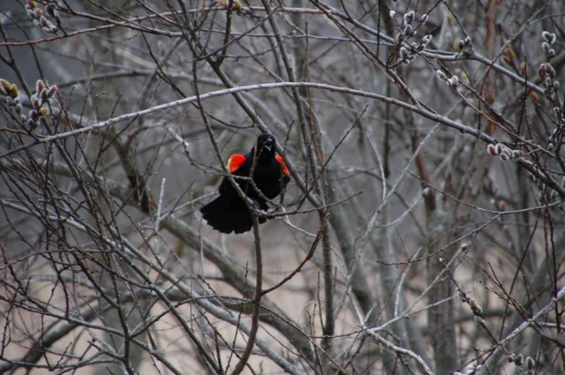 Another black bird, singing in spring. 