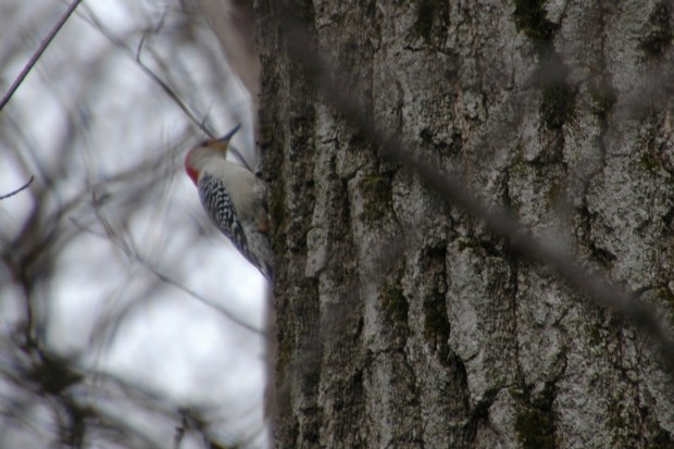 a red bellied woodpecker. 