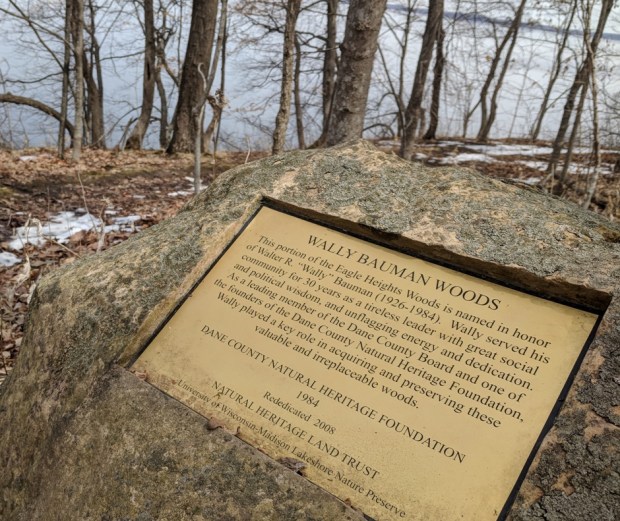 Wally Bauman's woods. 