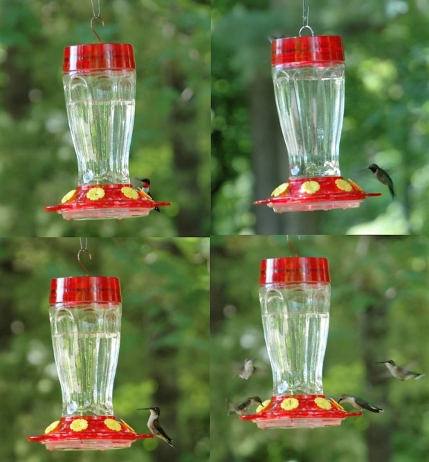 watching the hummingbirds. 