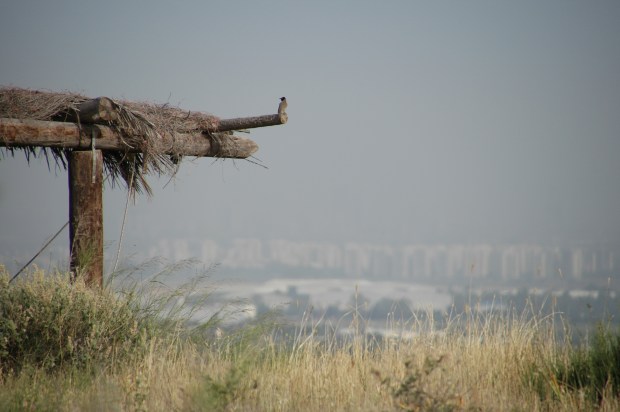 Not far from Neot Qedumim, the high rises of Tel Aviv and its suburbs, many constructed since the last time I visited. 
