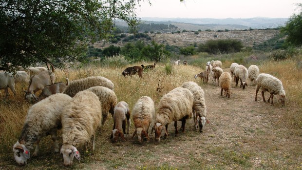 Grazing sheep at Neot Qedumim