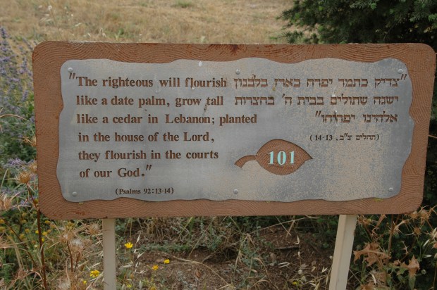 One example of the many biblical connections at Neot Qedumim, references to two different kinds of trees, a quote from the Psalms.