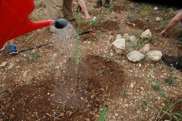 We all had a chance to plant a tree, a small hopeful gesture for the future of the Holy Land. 