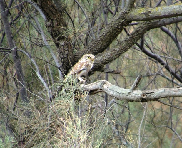 an owl flew into a tree while we were at Safi.