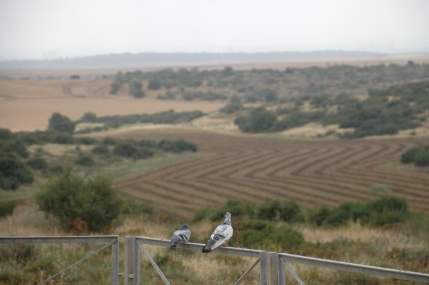 Maresha, overlooking this fertile valley.
